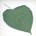 Four Leaves